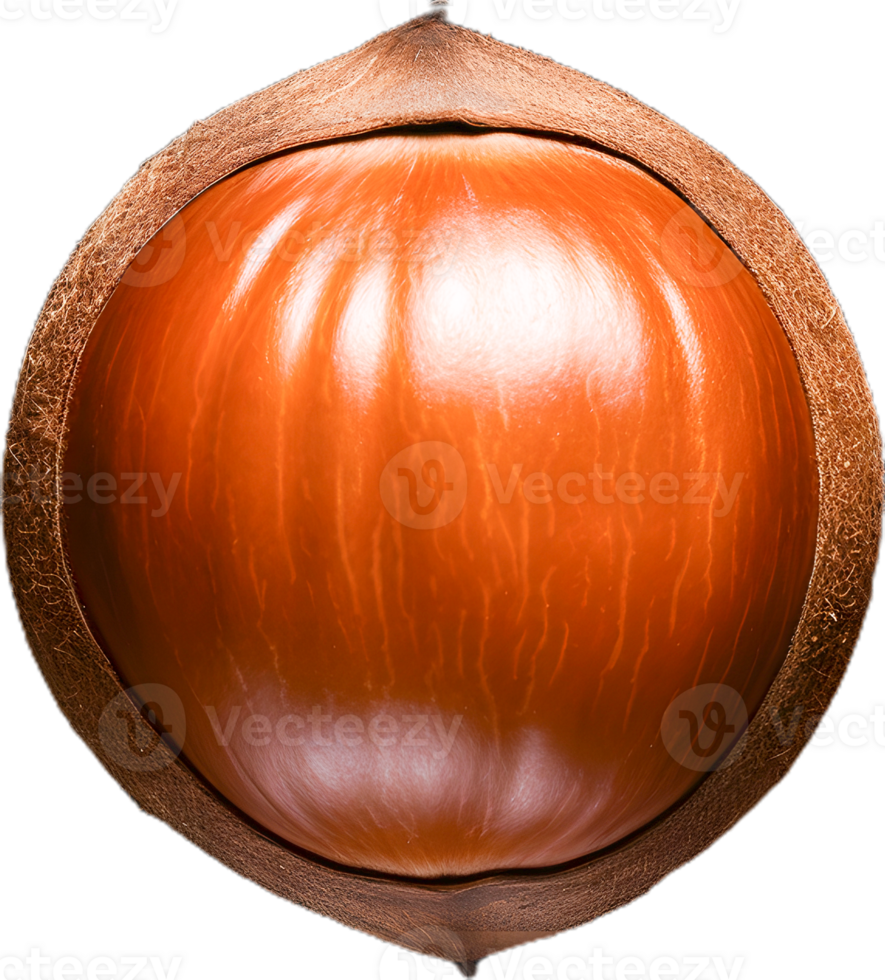 hazelnut on a transparent background png