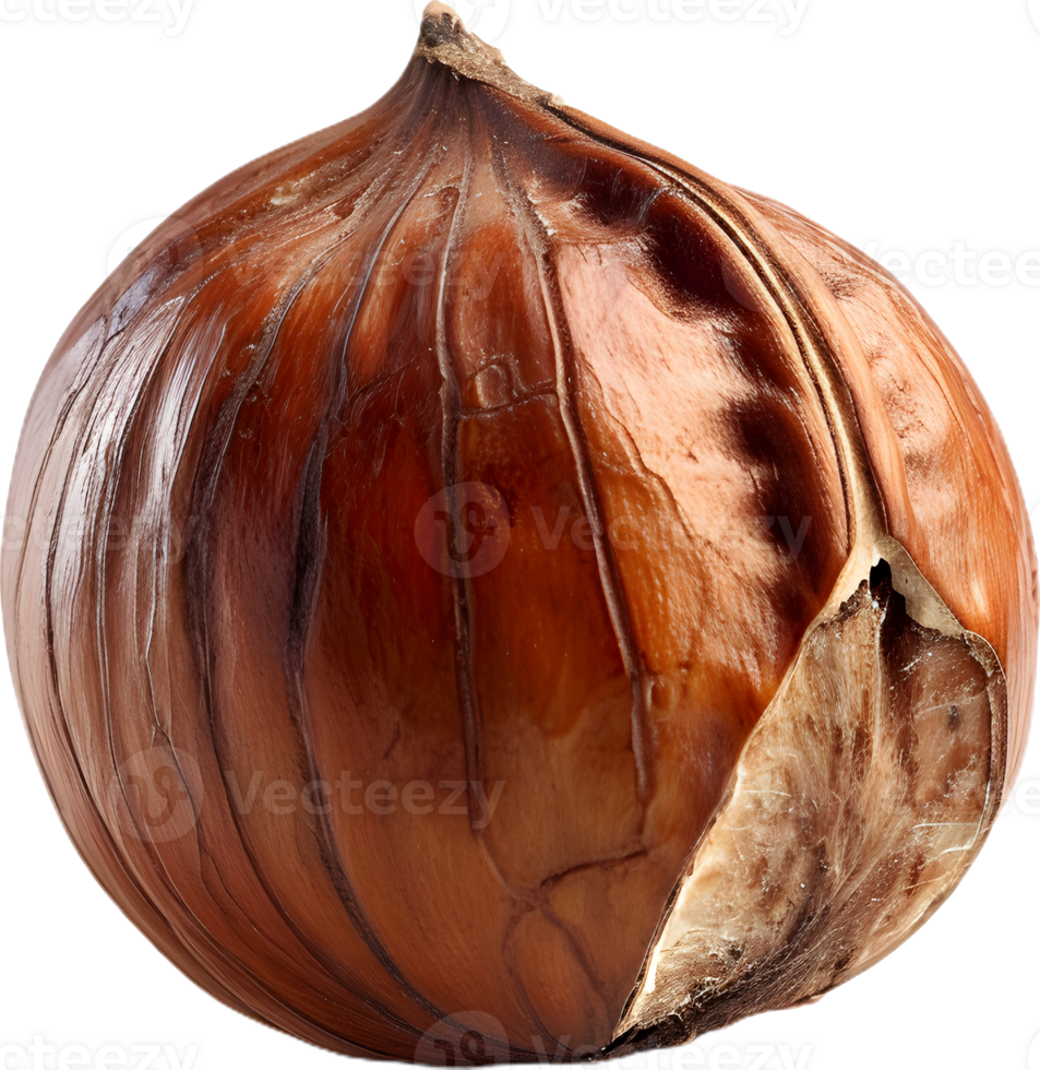 hazelnut on a transparent background png