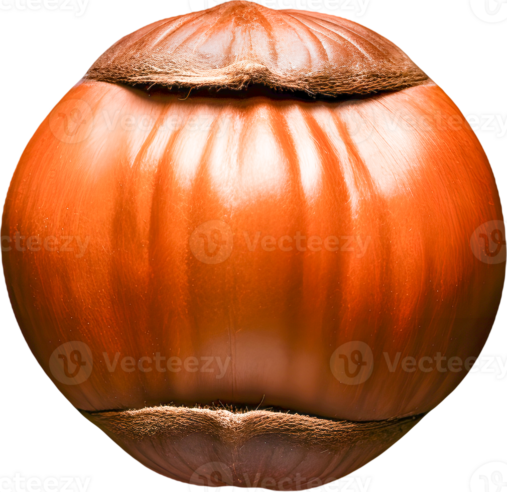 hazelnut on a transparent background png