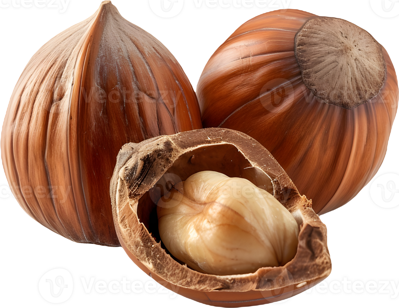 hazelnut on a transparent background png