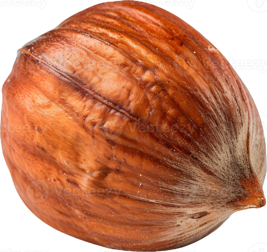 hazelnut on a transparent background png