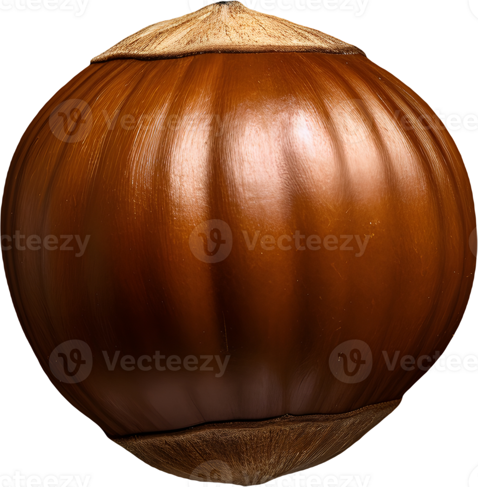 hazelnut on a transparent background png