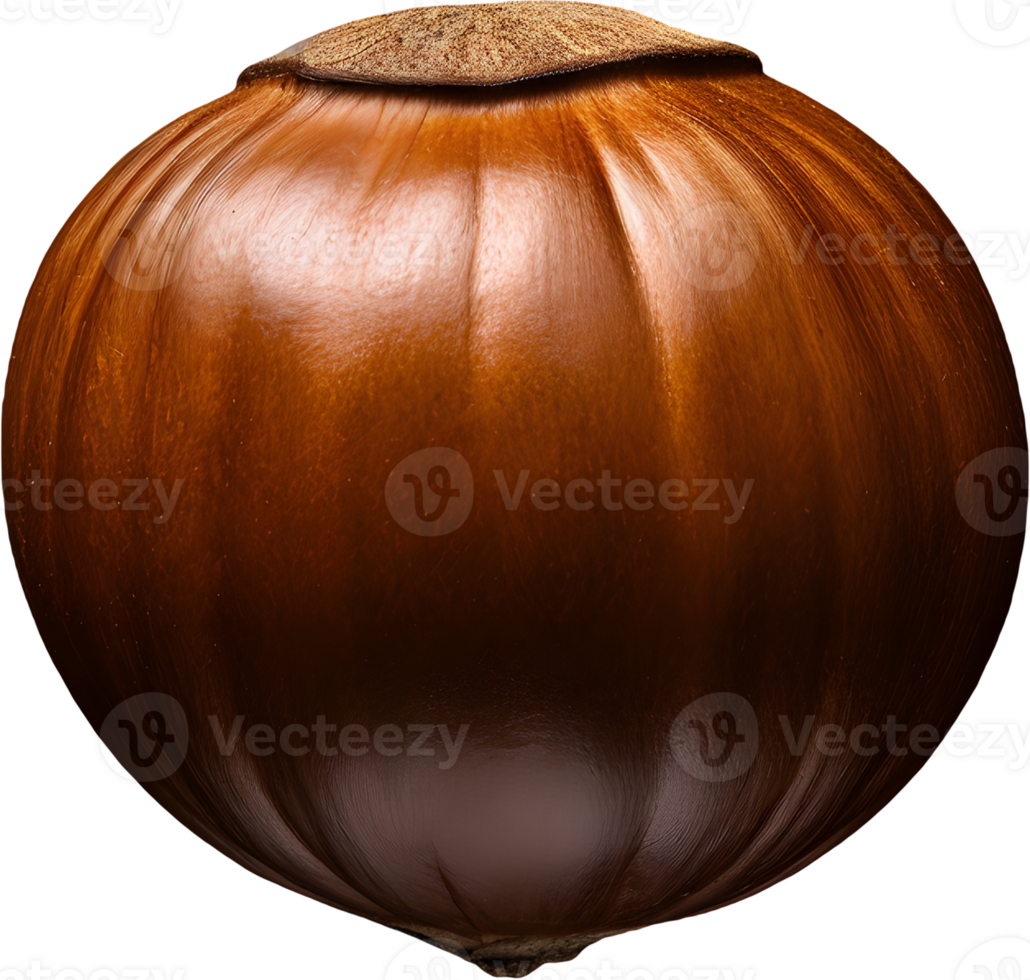hazelnut on a transparent background png