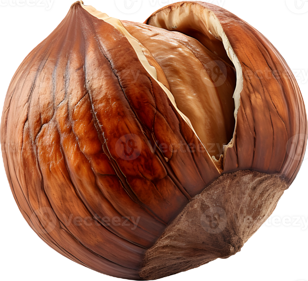 hazelnut on a transparent background png