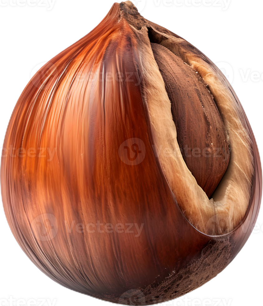 hazelnut on a transparent background png