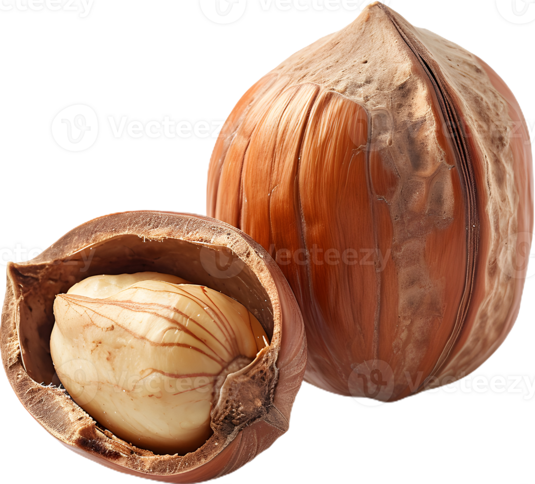 hazelnut on a transparent background png