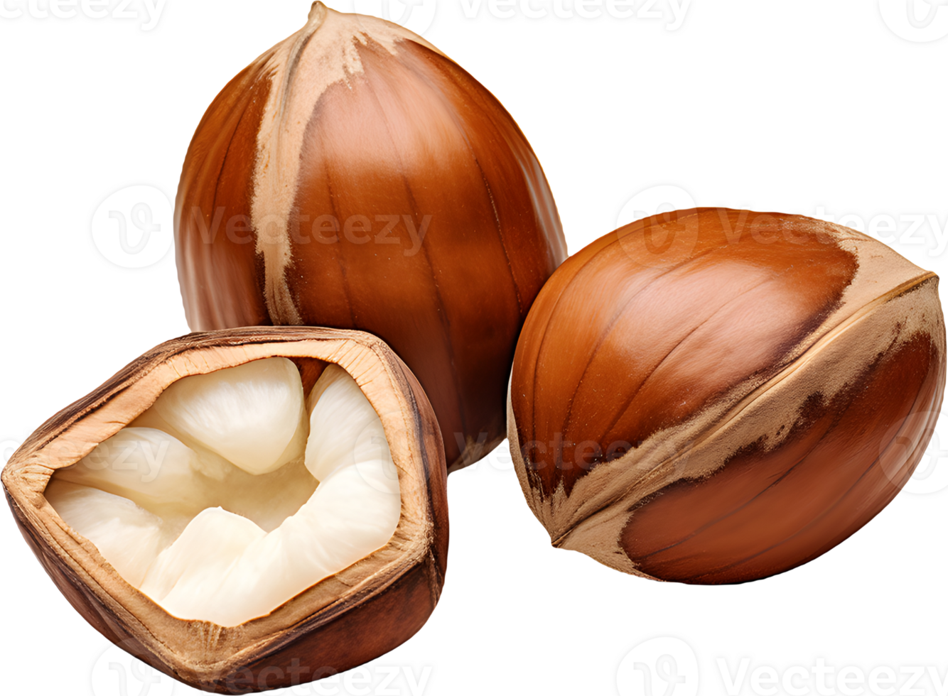 hazelnut on a transparent background png