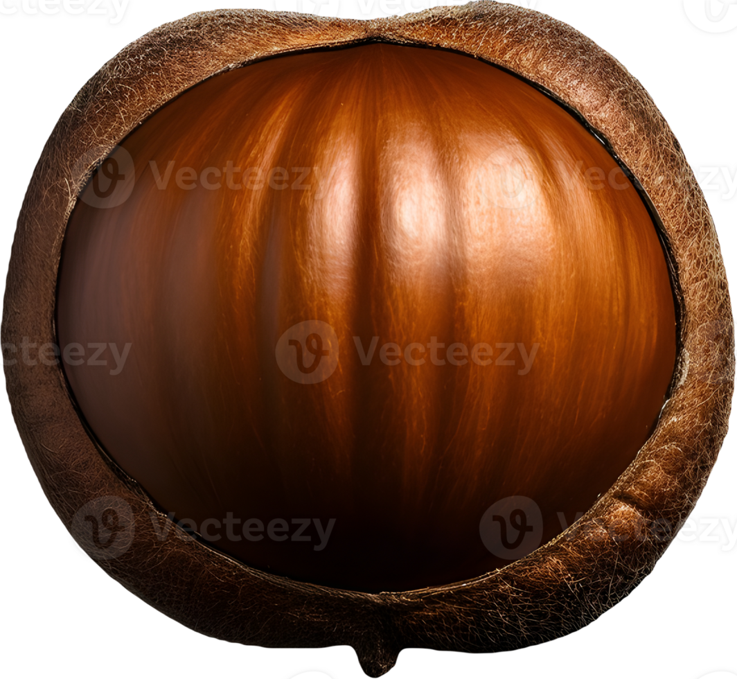 hazelnut on a transparent background png