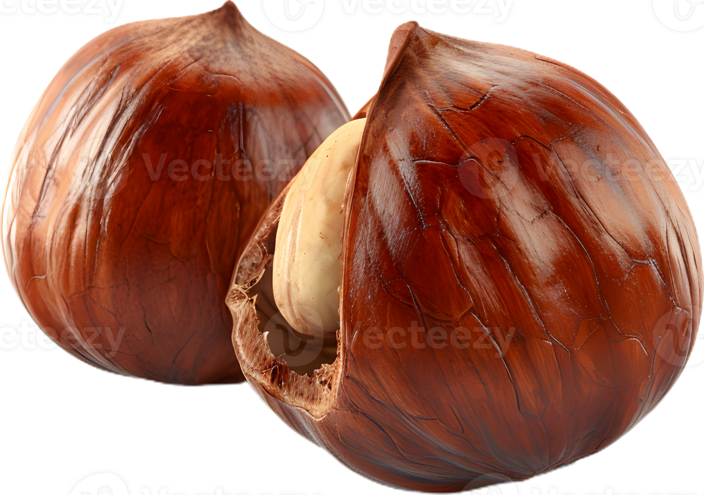 hazelnut on a transparent background png