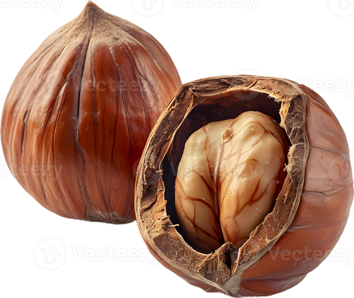hazelnut on a transparent background png