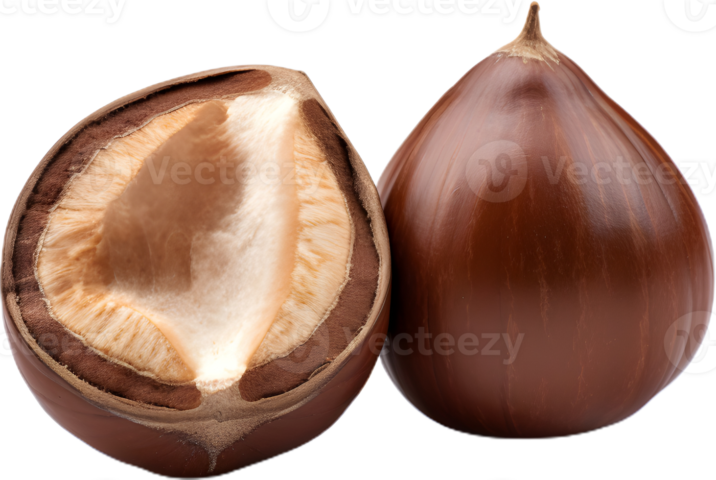 hazelnut on a transparent background png