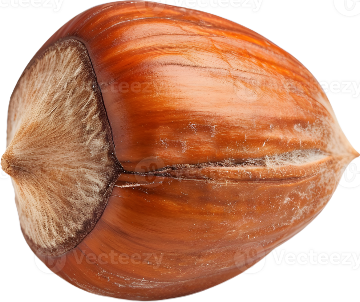 hazelnut on a transparent background png