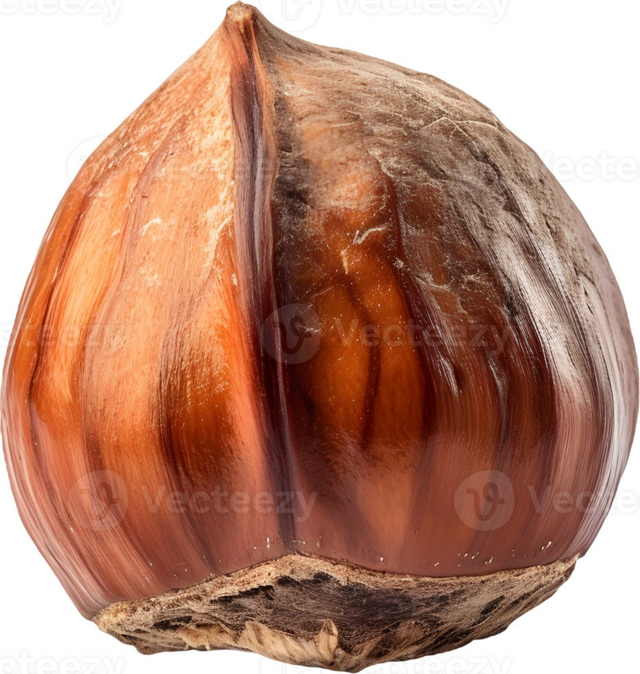 hazelnut on a transparent background png