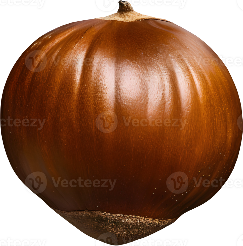 hazelnut on a transparent background png