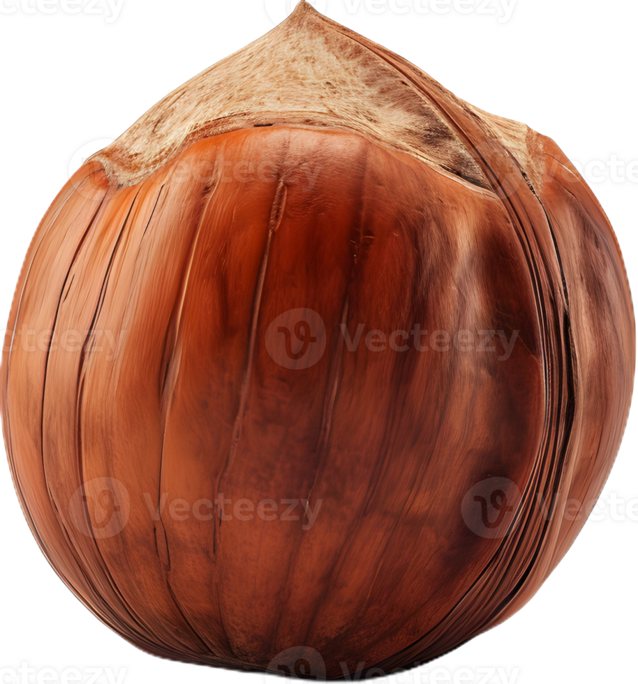 hazelnut on a transparent background png