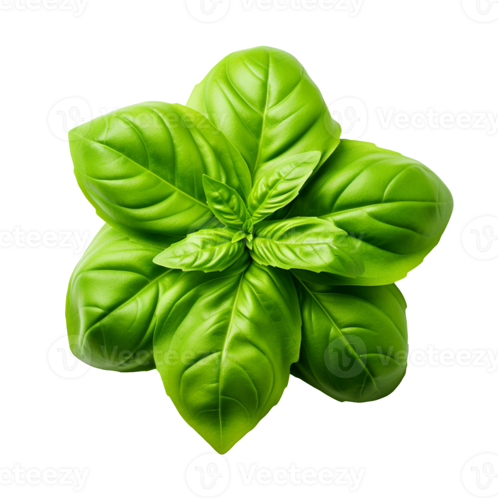 Basil leaf isolated on transparent background png