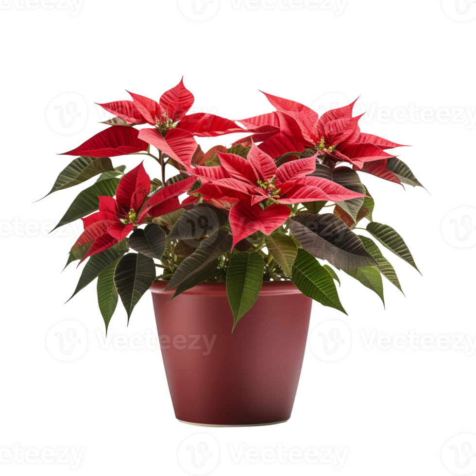 Christmas poinsettia in a pot isolated on transparent background png