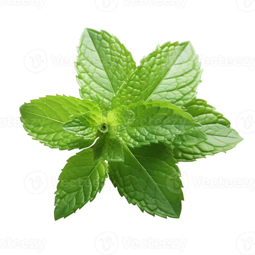 Fresh mint leaves isolated on transparent background png