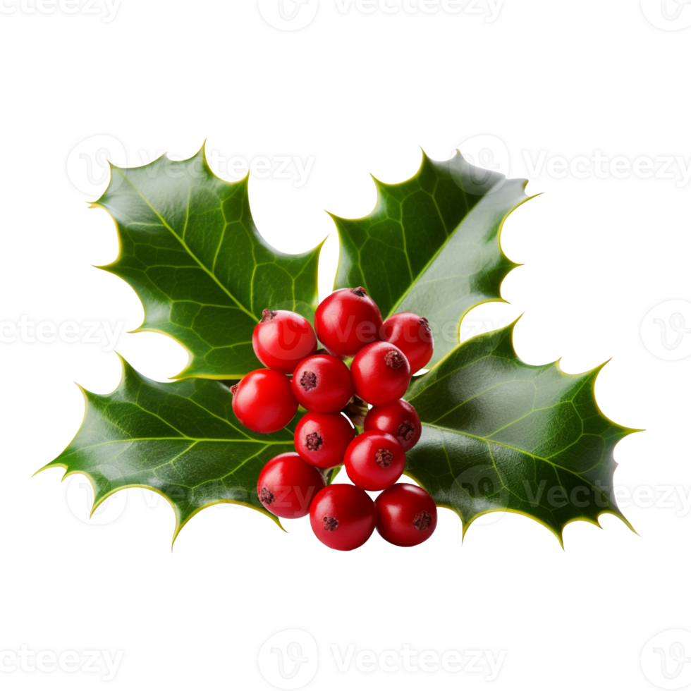 Holly berries with leaves isolated on transparent background png