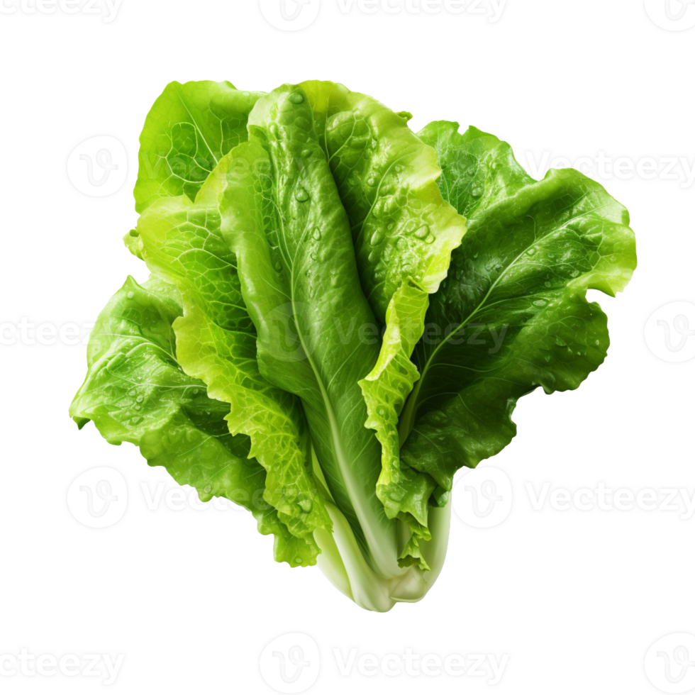 Lettuce leaves isolated on transparent background png