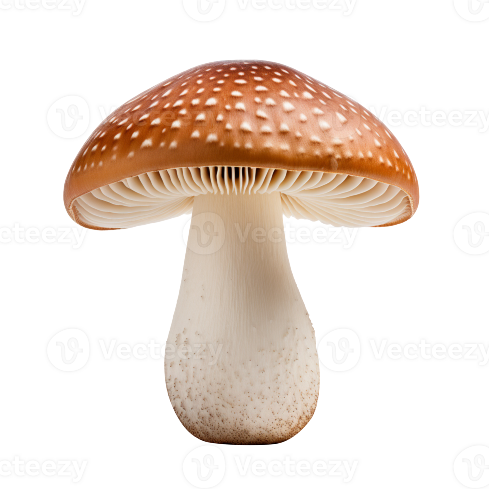 mushroom isolated on transparent background png