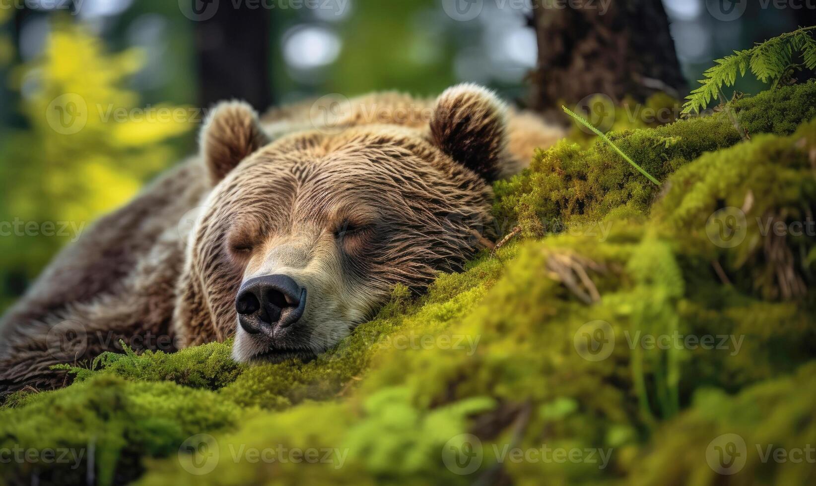 Bear Sleeping in a Forest photo