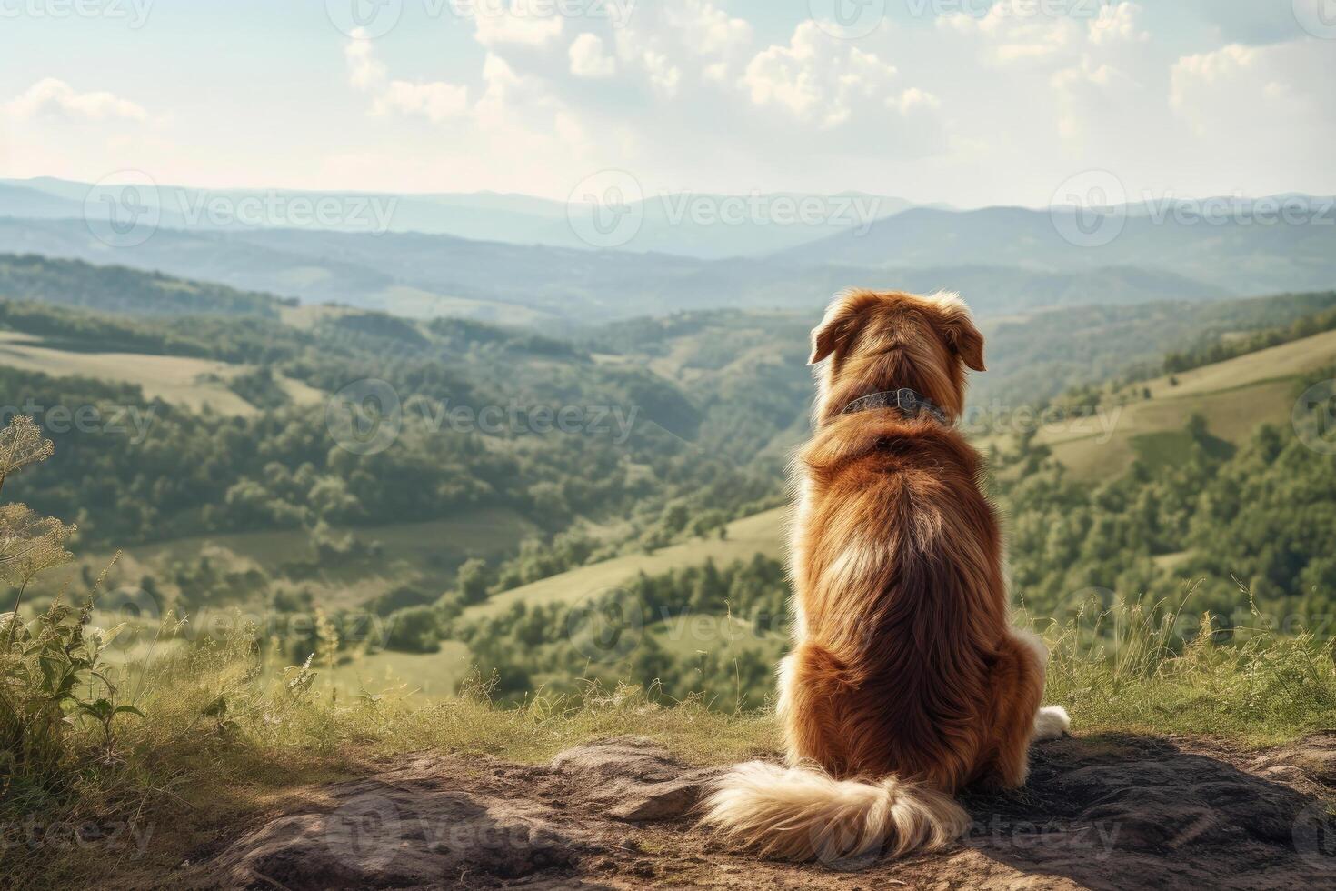Dog in Mountains photo