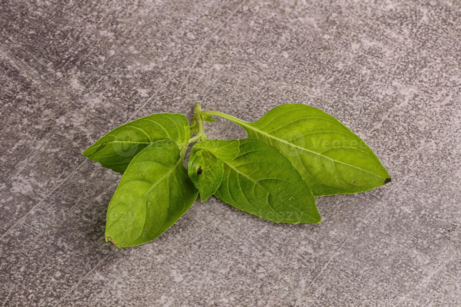 Raw green basil leaves seasoning photo