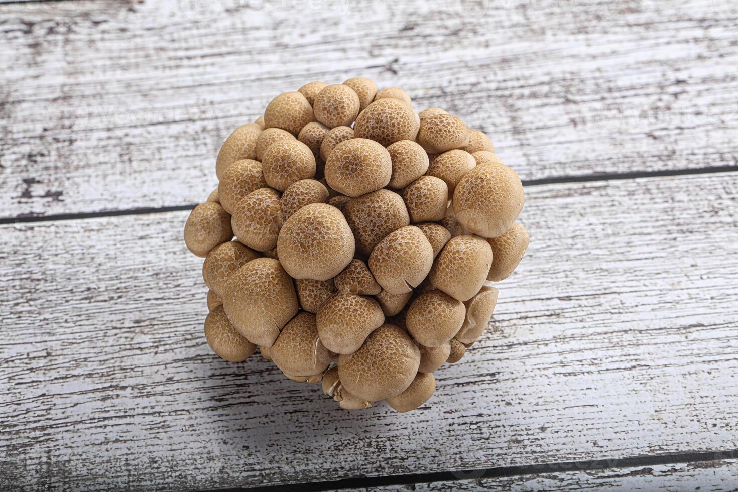 Raw asiam delicacy mushroom Shimeji photo