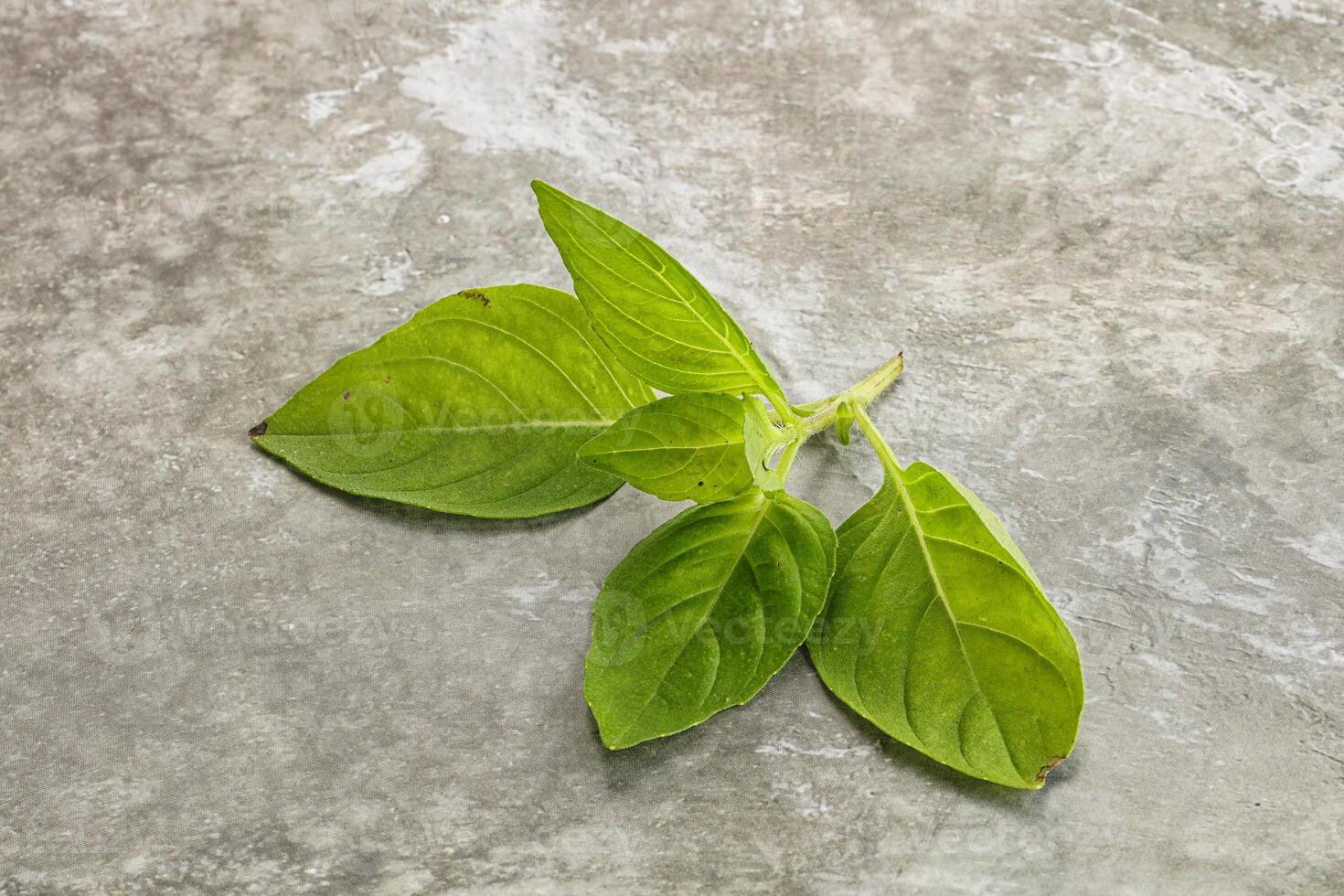 Raw green basil leaves seasoning photo