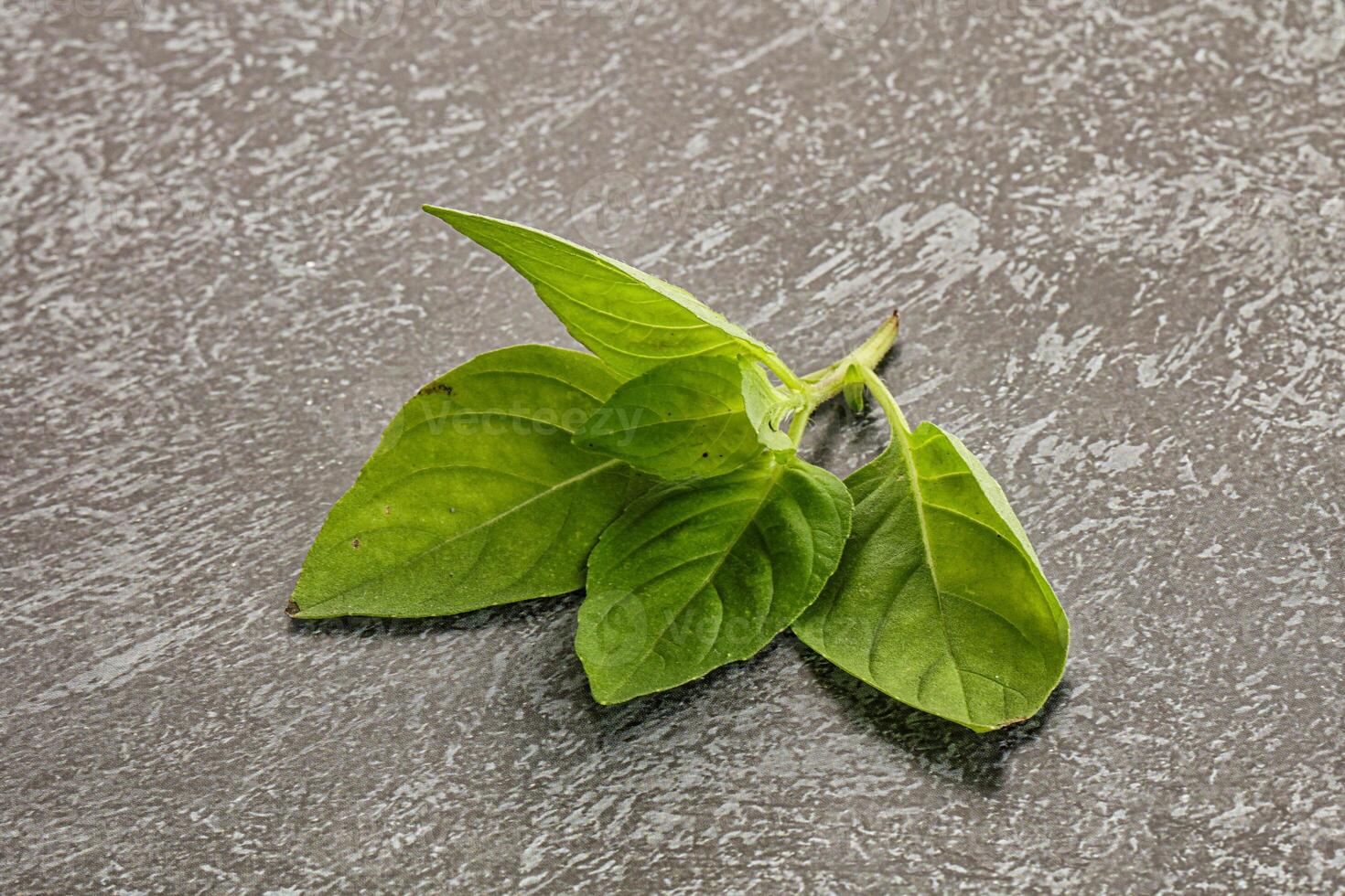 Raw green basil leaves seasoning photo