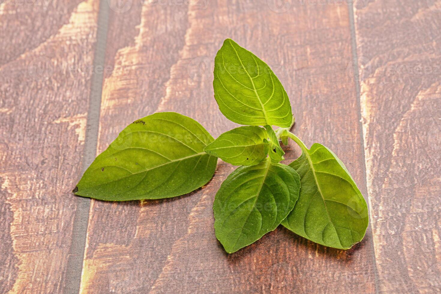 Raw green basil leaves seasoning photo