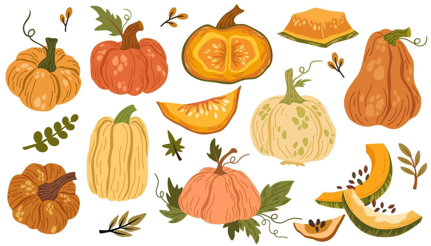 Pumpkin hand drawn set. Collection of colorful drawing autumn vegetable whole, slice and halves isolated on white background. Seasonal fresh plant bundle. graphic illustration. vector