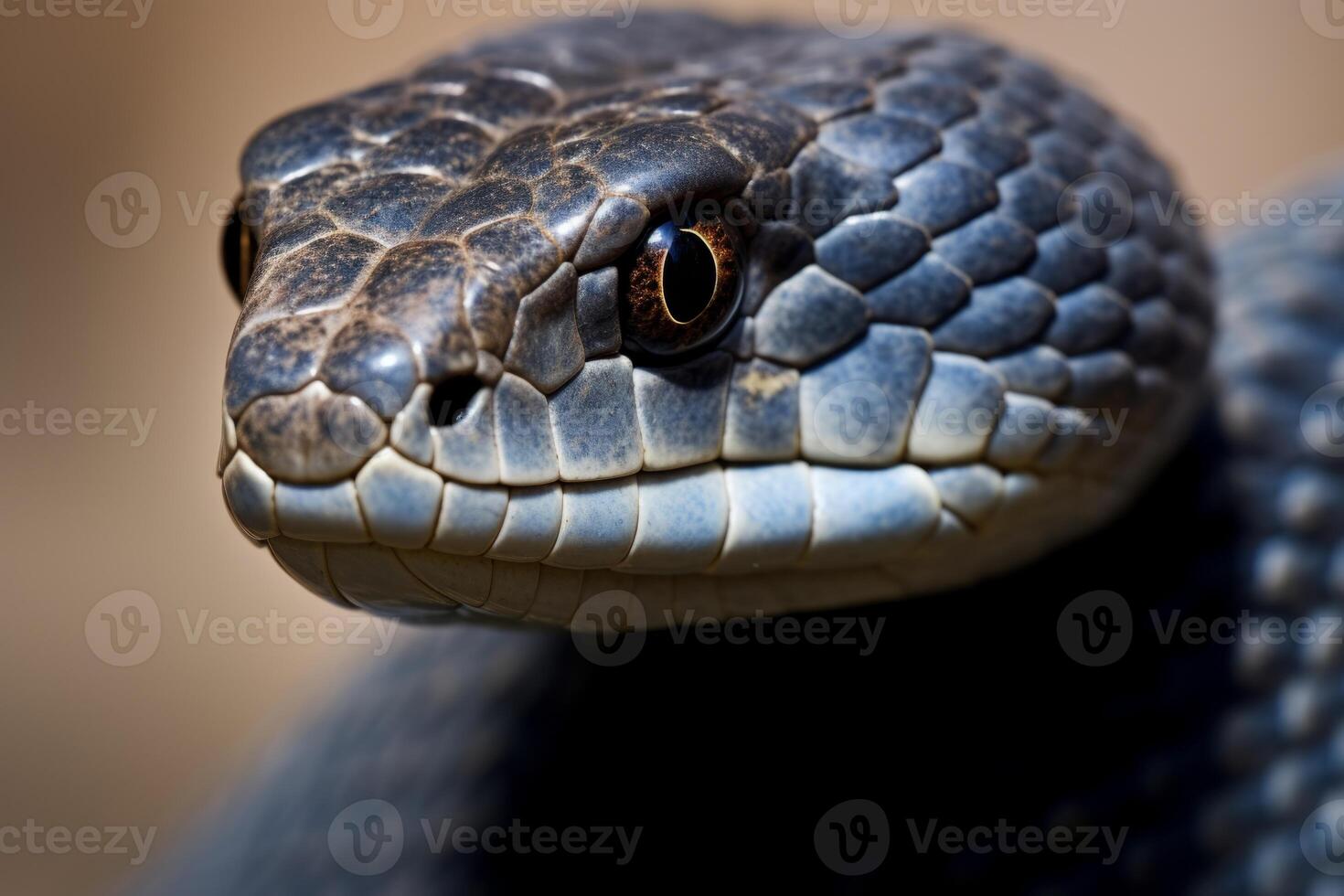 Colorful snake python cobra viper forest hiding waiting for prey rainforest jungle untouched nature predator venomous venom dangerous wildlife poisonous animal skin tail creepy african photo