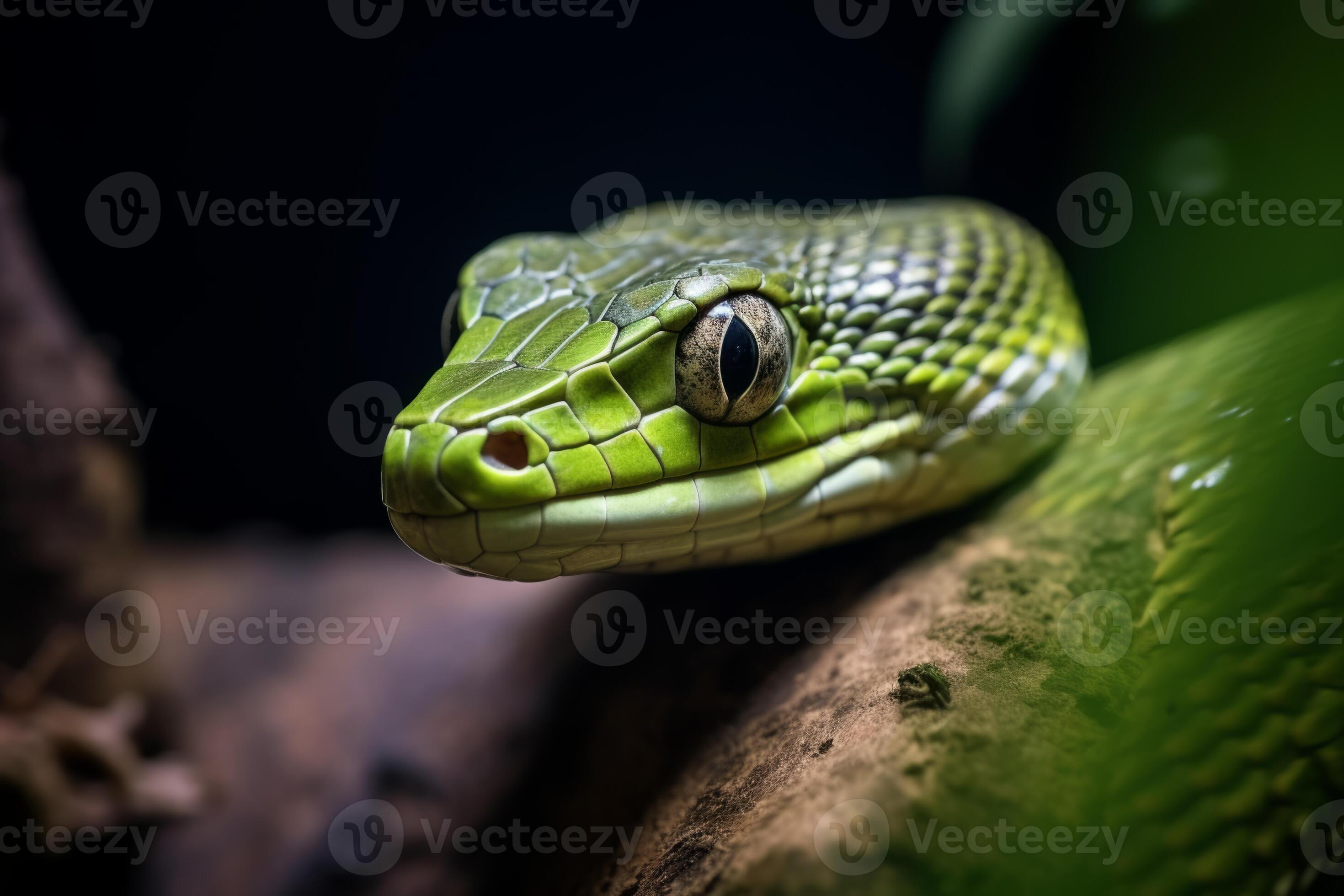Colorful snake python cobra viper forest hiding waiting for prey ...