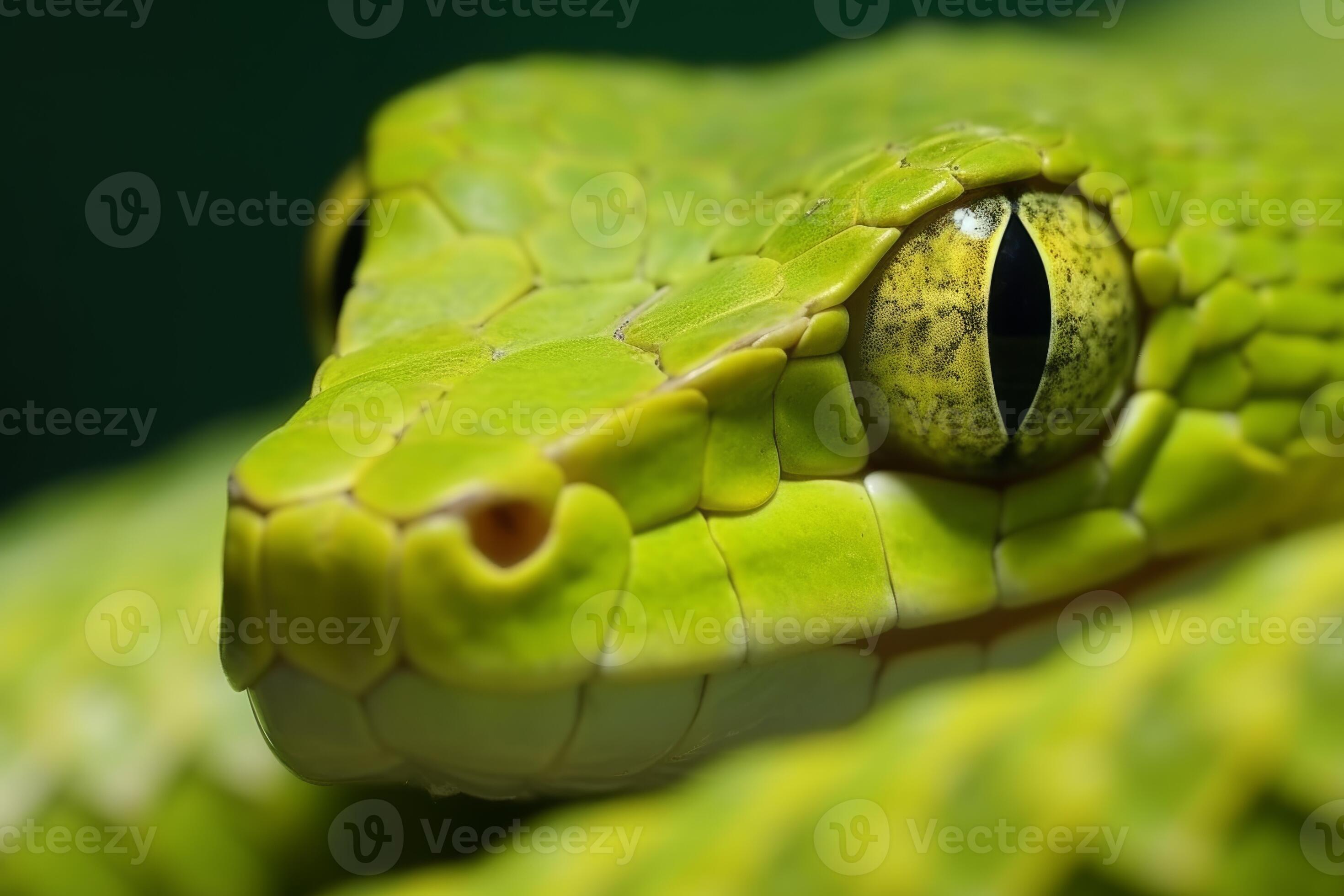 Colorful snake python cobra viper forest hiding waiting for prey ...