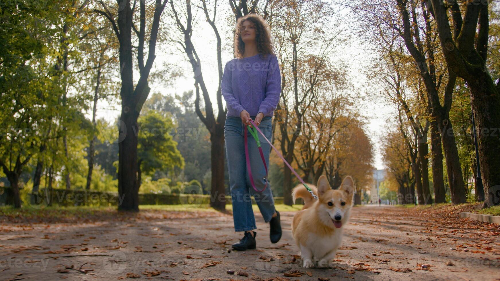 Caucasian young woman girl female pet owner handler stride with dog puppy on leash walking in city happy little cute doggy welsh corgi run street in autumn park walk outdoors everyday pets grooming photo
