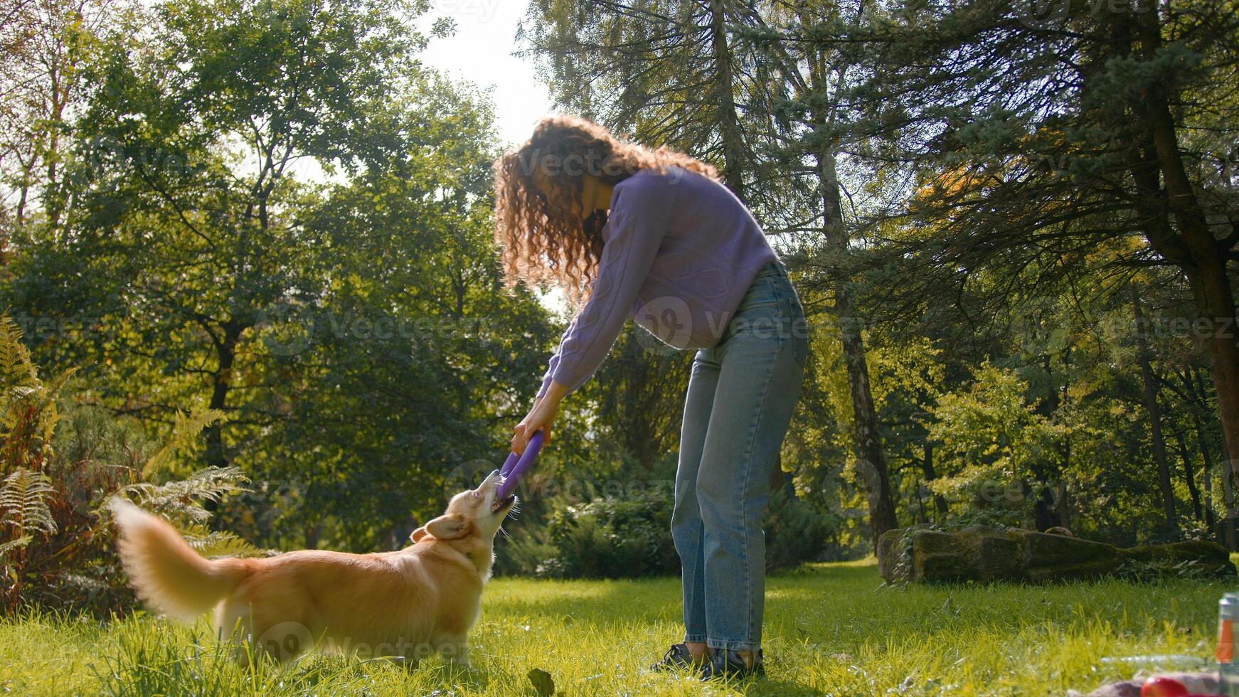 Young woman pet owner playing with golden puppy in city park Caucasian girl animal trainer exercising little playful dog outdoors green lawn female handler training welsh corgi with toy rubber ring photo