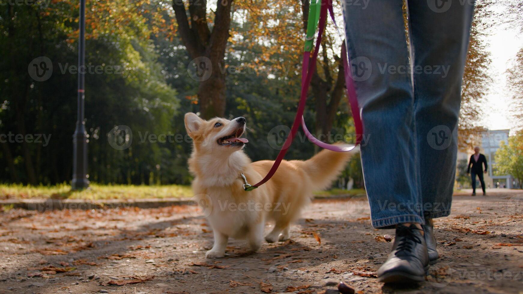 Cropped shot unknown woman hiker feet going with little dog on leash in city park close-up of woman legs girl owner walk go with cute puppy welsh corgi breed pet doggy walking outdoors autumn nature photo