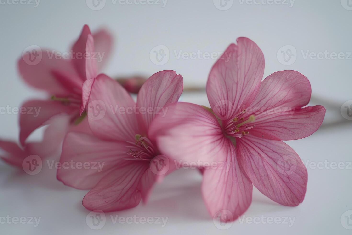 A beautiful pink flower with a blue sky in the background. The flower is in full bloom and the sky is clear and bright photo