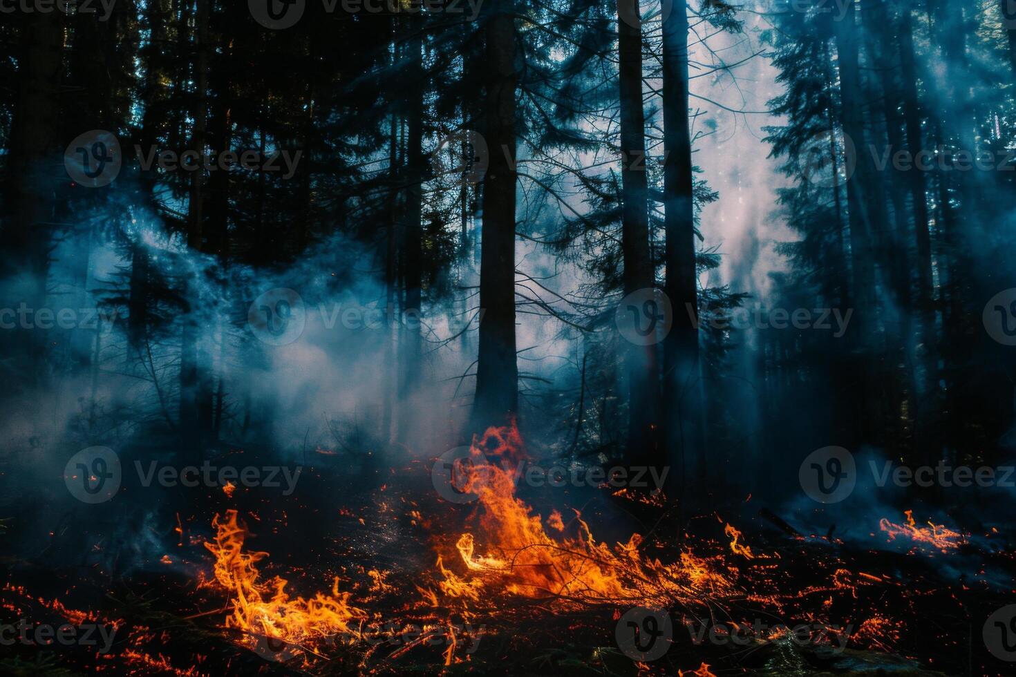 Wildforest fire burning forest trees eecological disaster smoke aerial view from helicopter danger death animals damage hazard blaze pollution tragedy photo