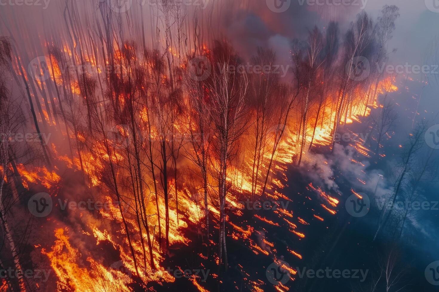 Wildforest fire burning forest trees eecological disaster smoke aerial view from helicopter danger death animals damage hazard blaze pollution tragedy photo