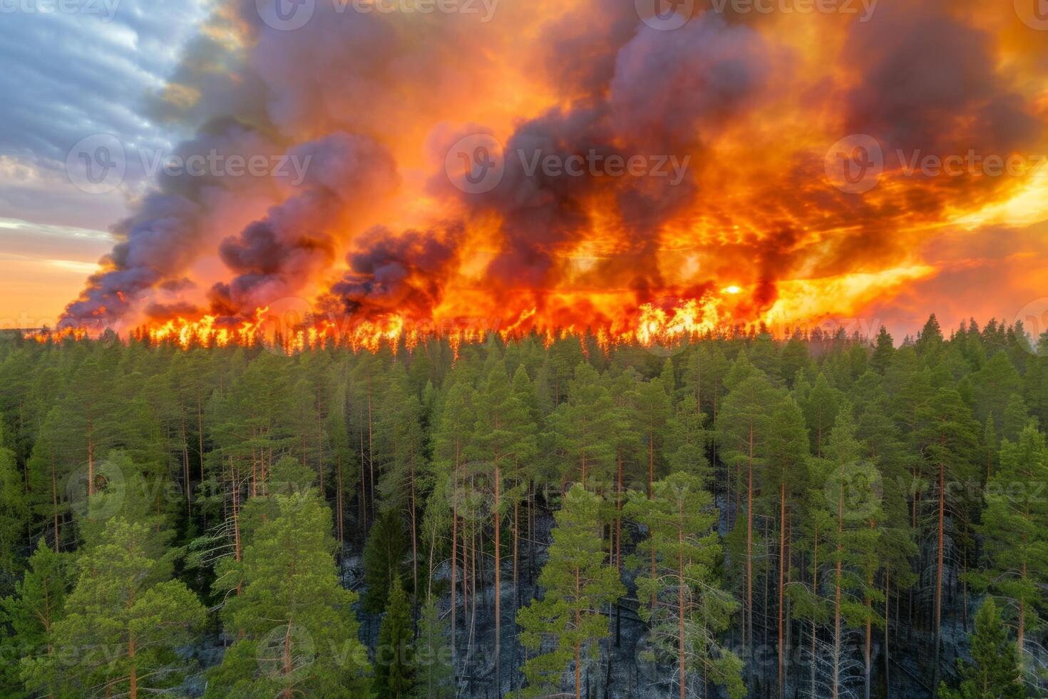 Wildforest fire burning forest trees eecological disaster smoke aerial view from helicopter danger death animals damage hazard blaze pollution tragedy photo