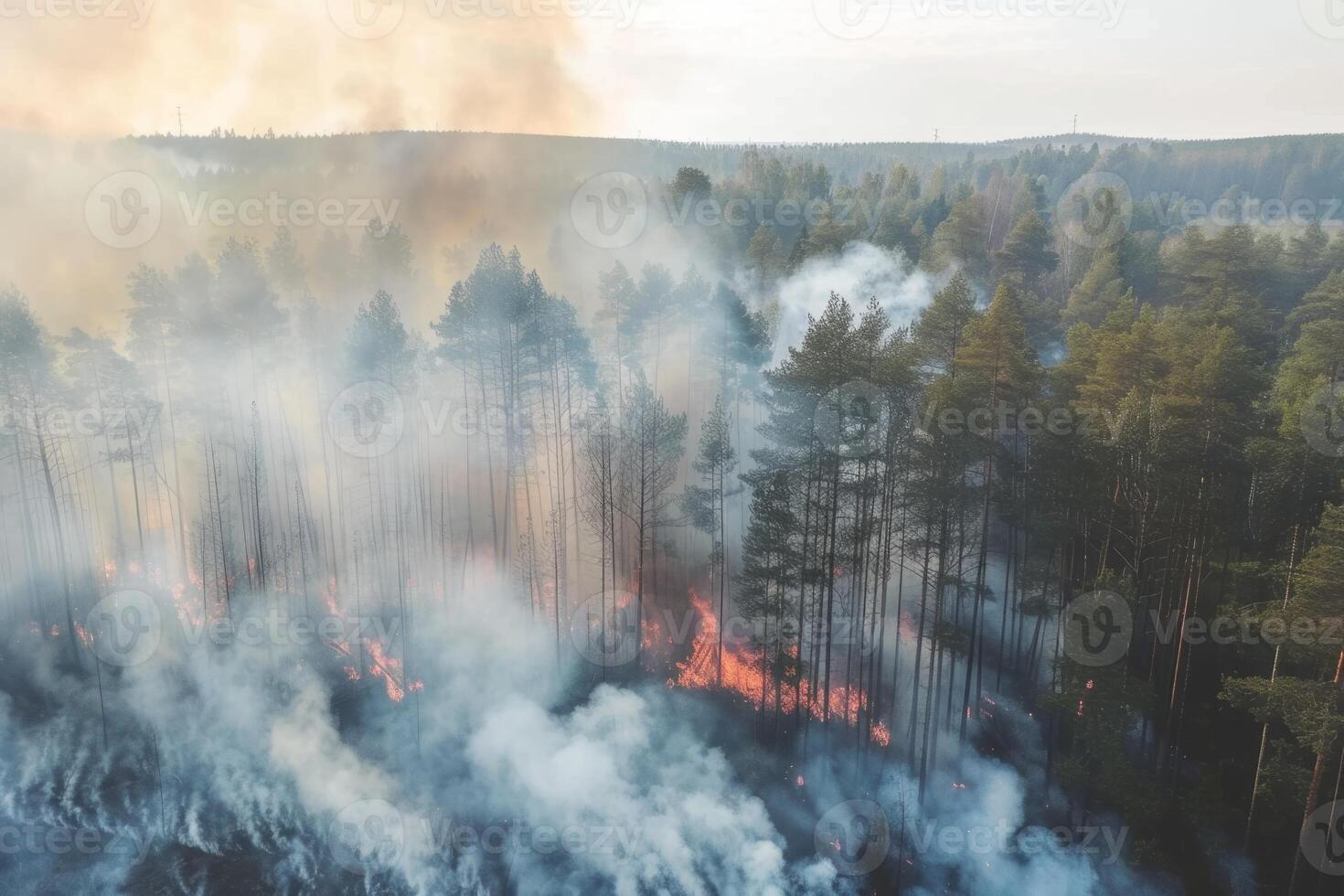 Wildforest fire burning forest trees eecological disaster smoke aerial view from helicopter danger death animals damage hazard blaze pollution tragedy photo