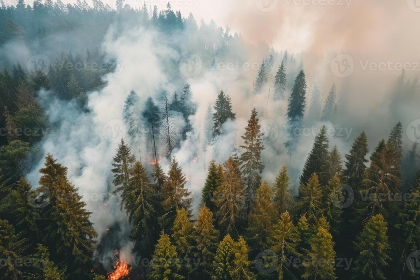 Wildforest fire burning forest trees eecological disaster smoke aerial view from helicopter danger death animals damage hazard blaze pollution tragedy photo