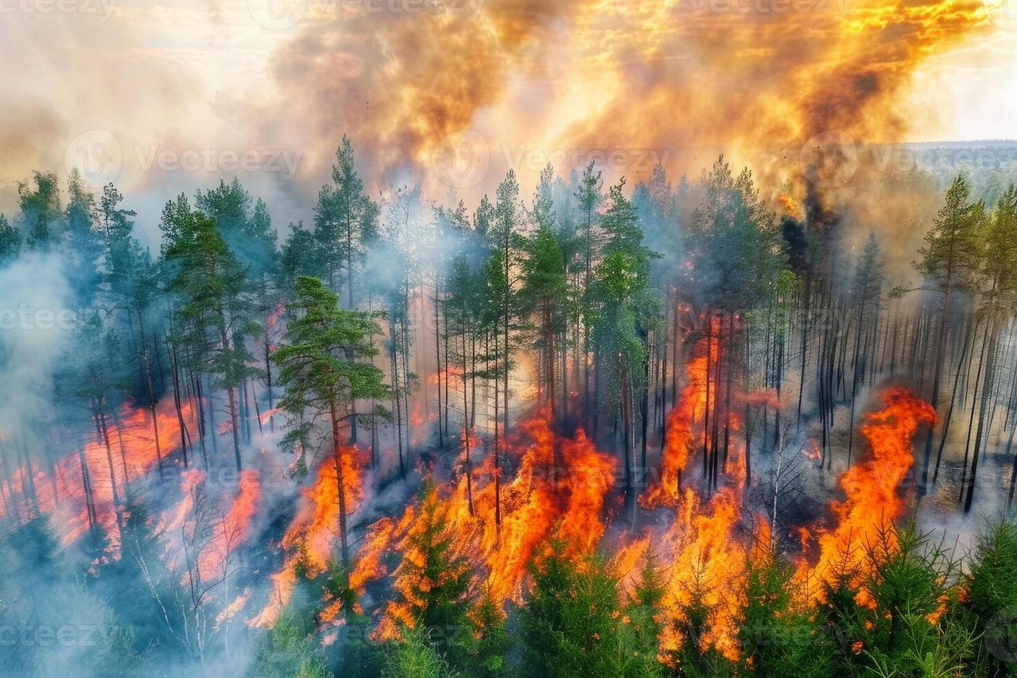 Wildforest fire burning forest trees eecological disaster smoke aerial view from helicopter danger death animals damage hazard blaze pollution tragedy photo