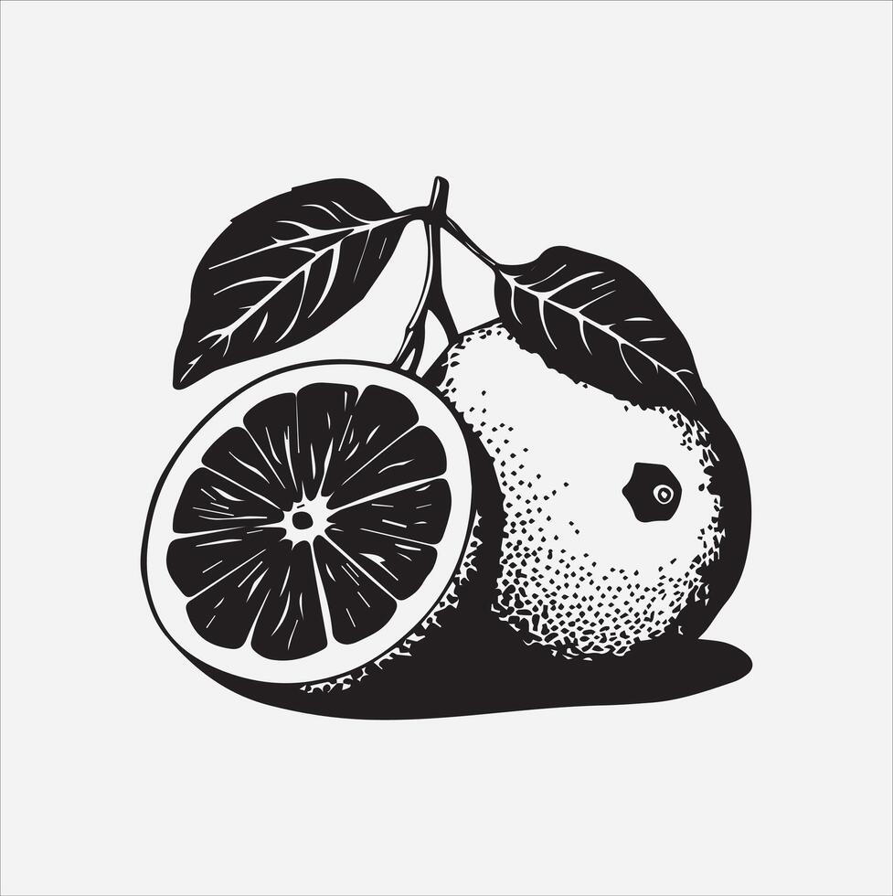 Grapefruit art illustration on a white background vector