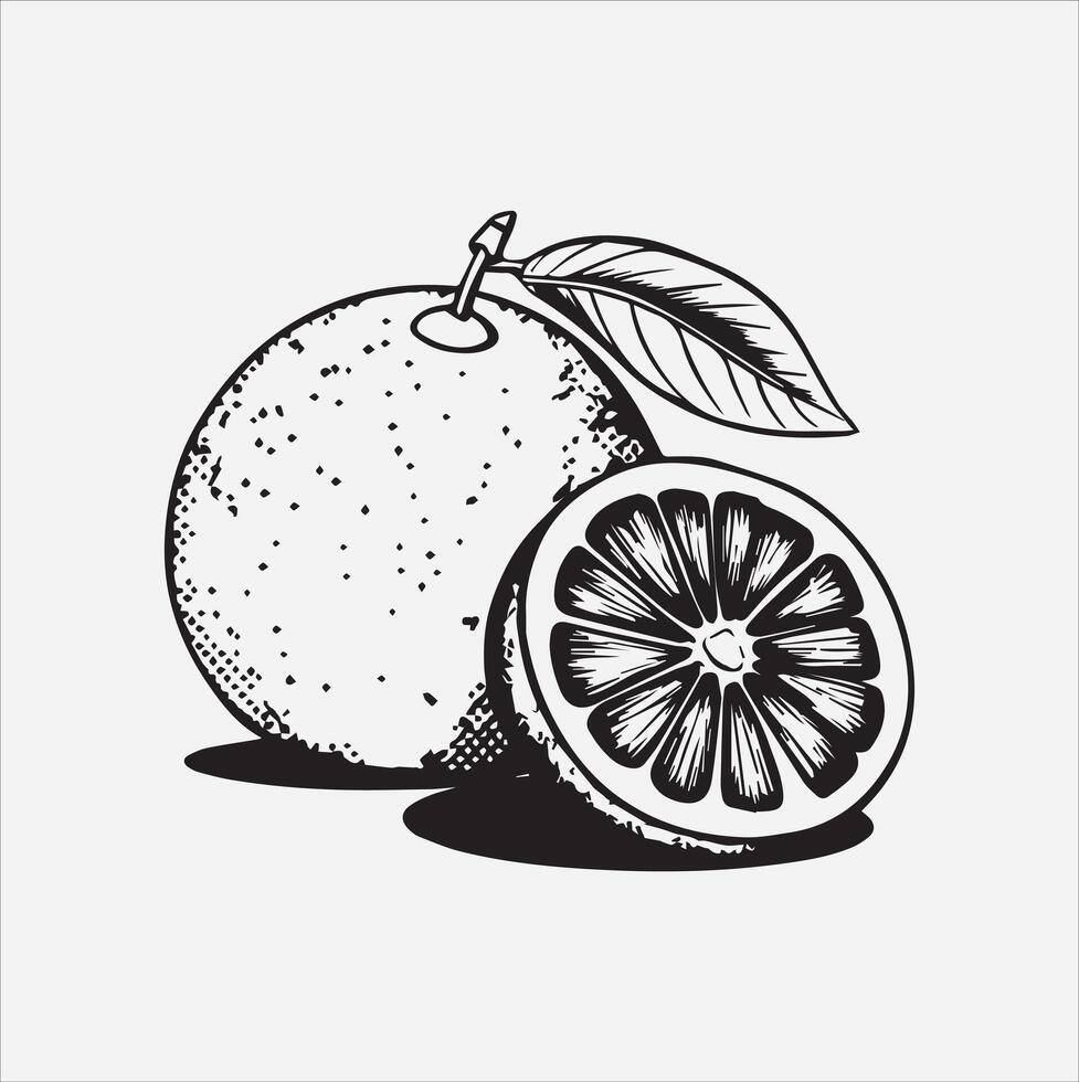 Grapefruit art illustration on a white background vector