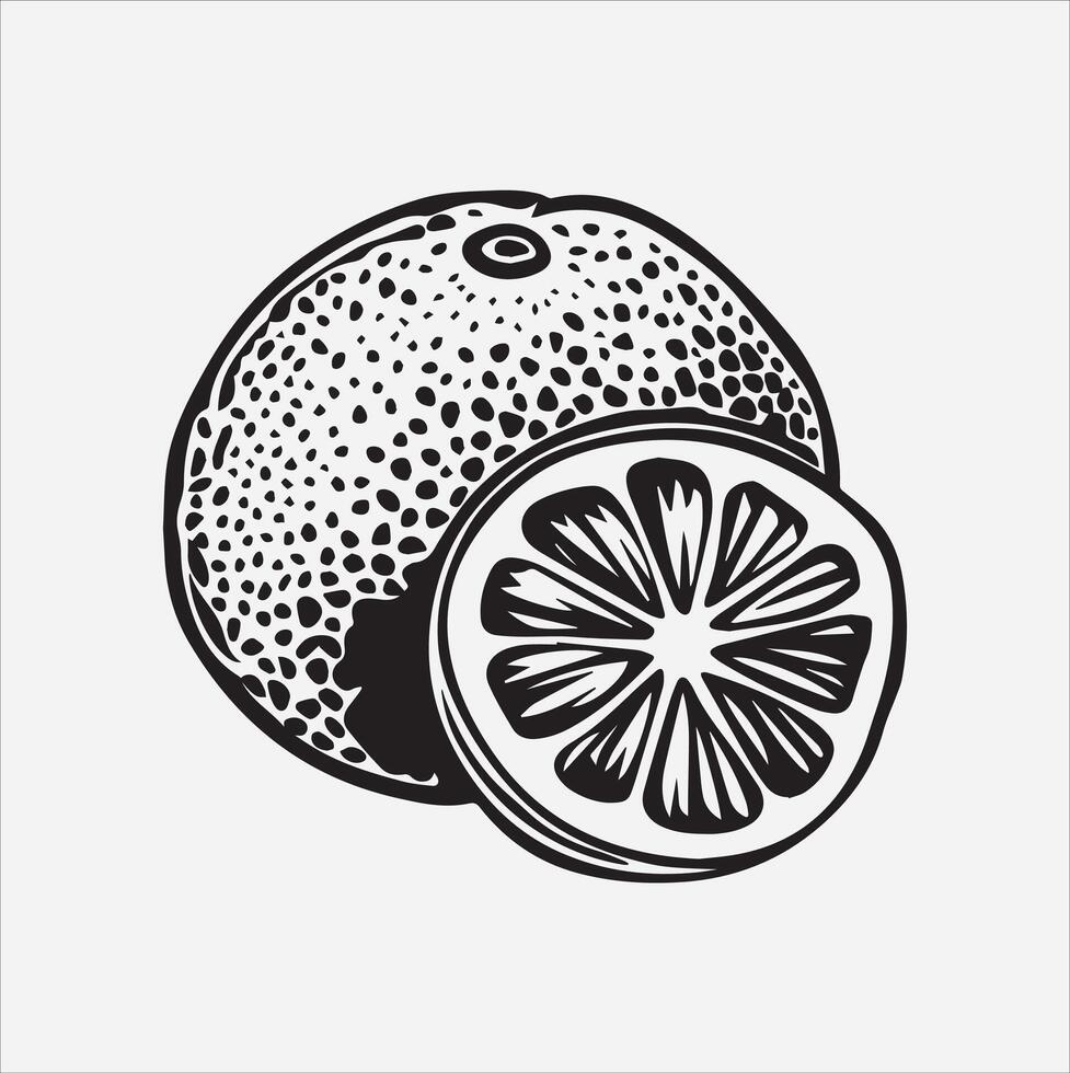 Grapefruit art illustration on a white background vector