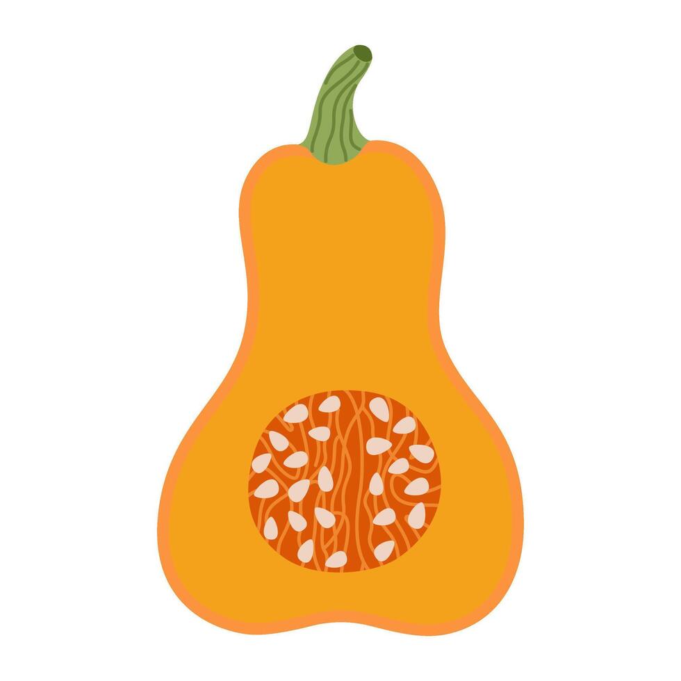 Ripe orange chopped pumpkin. Hand drawn trendy flat style half pumpkin. Organic food, Autumn Harvest, Thanksgiving, halloween concept. Healthy vegetarian menu illustration vector